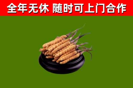 涟水烟酒回收冬虫夏草.jpg